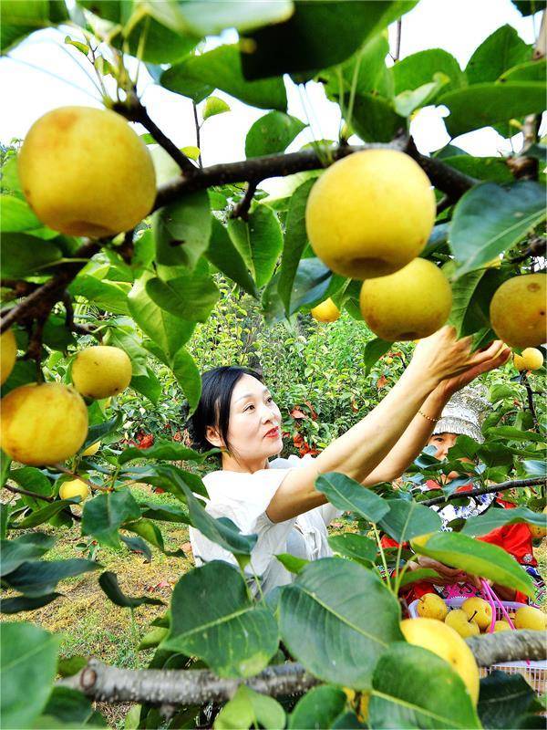 湖北秋粮丰收景象_湖北 今日视点_湖北农业现代化进程