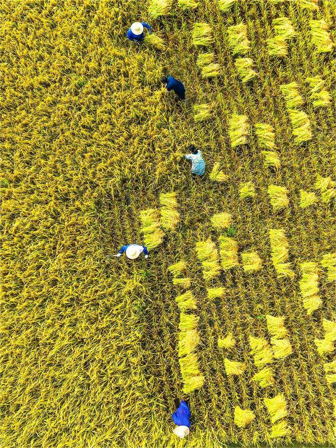 湖北农业现代化进程_湖北秋粮丰收景象_湖北 今日视点