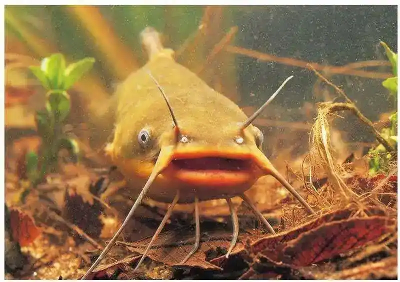 北极鲶鱼事件真相_红尾鲶_北极鲶鱼爷爷贪腐调查结果