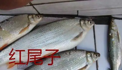 红尾子要吃虾？叫了多年的红尾子，您真的认对了吗？