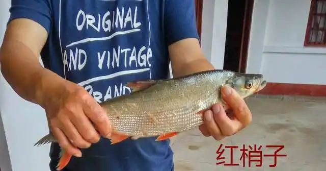 红尾鲴和蒙古红鮊区别_红梢子和红尾子区别_红尾鲶