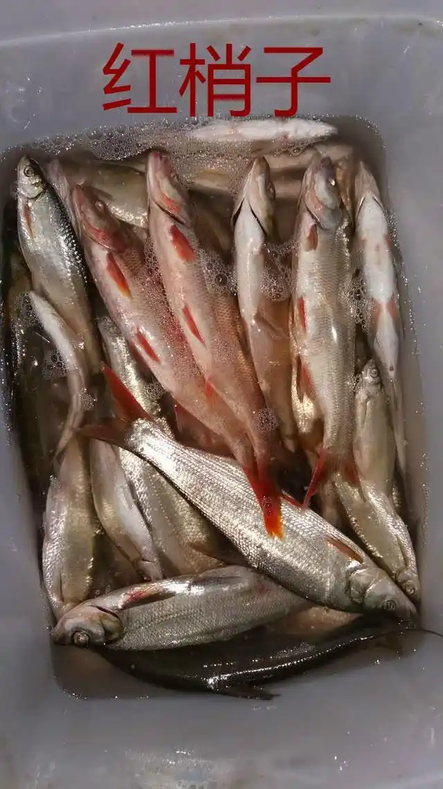 红梢子和红尾子区别_红尾鲴和蒙古红鮊区别_红尾鲶