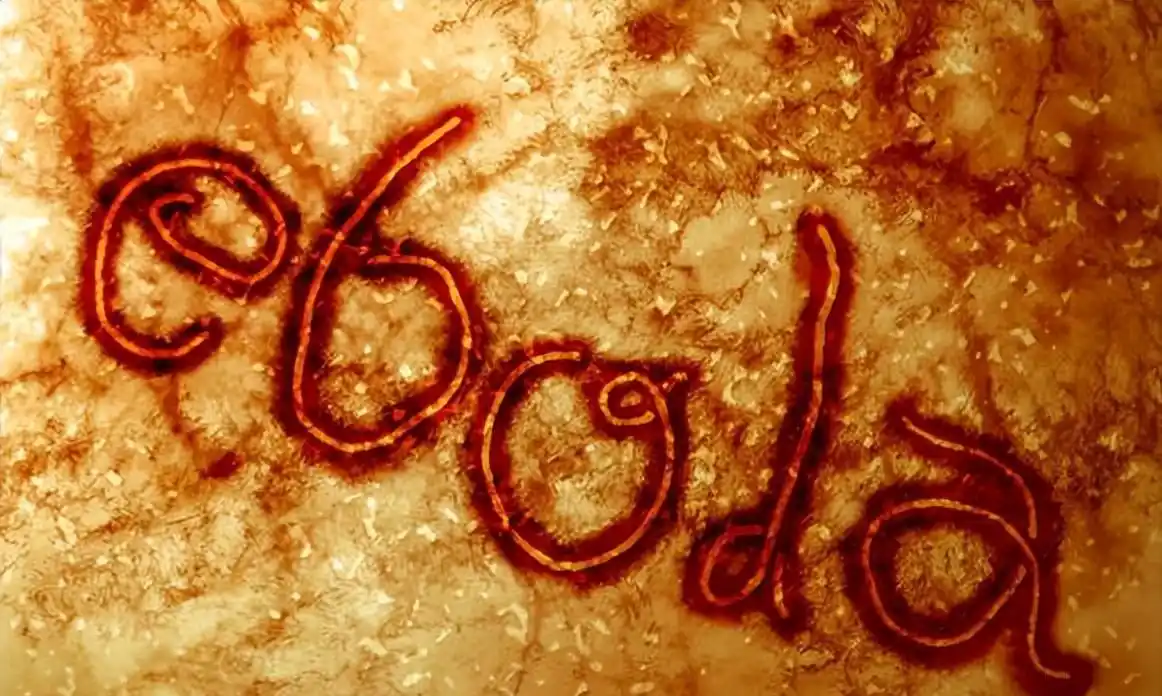 埃博拉疫情对人类的影响_埃博拉病毒时事评论_埃博拉病毒传播途径