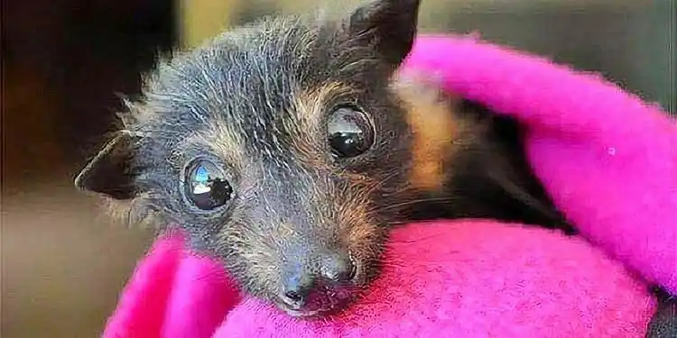 刚果埃博拉疫情最新进展_埃博拉病毒自然宿主蝙蝠研究_埃博拉病毒时事评论