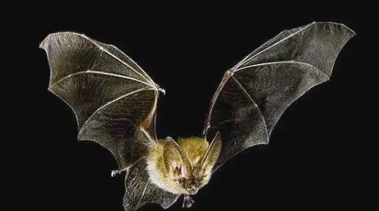 埃博拉病毒时事评论_埃博拉病毒自然宿主蝙蝠研究_刚果埃博拉疫情最新进展