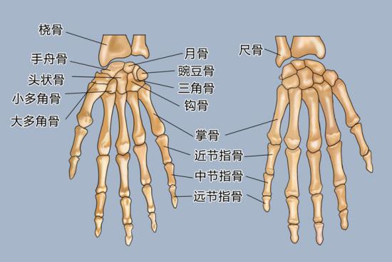 指骨结构图