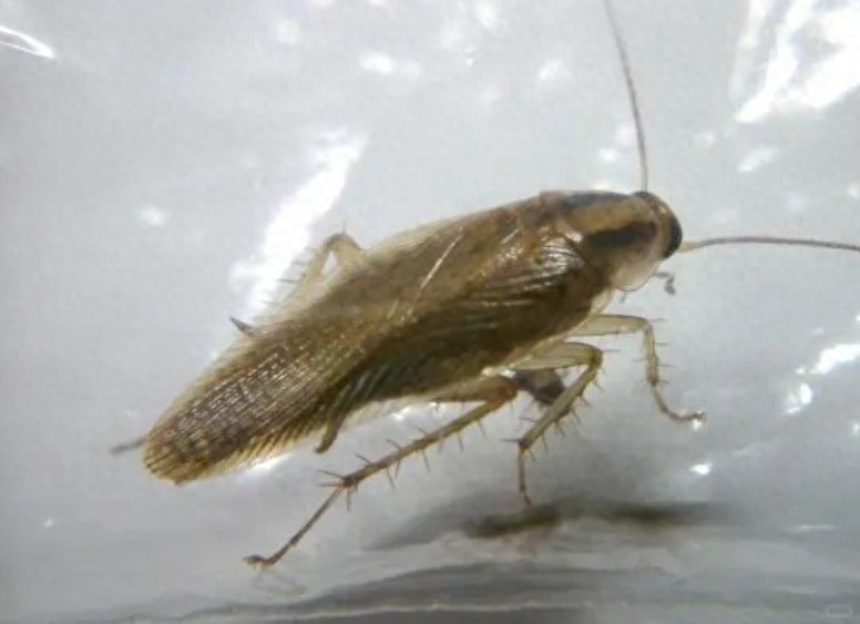 如何消灭蟑螂最有效的方法?蟑螂断子绝孙的特效药分析