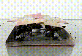 灭蟑螂最有效的方法_蟑螂胶饵使用技巧_杀蟑螂的最佳方法