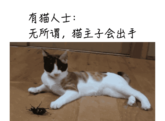 蟑螂胶饵使用技巧_灭蟑螂最有效的方法_杀蟑螂的最佳方法