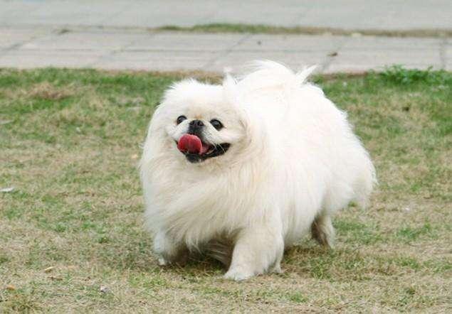 哈士奇 西伯利亚雪橇犬价格 贵宾犬 性格特点 价格 贵宾犬 体型分类 价格 松狮犬 历史文化 价格 边境牧羊犬 智商排名_宠物狗大全及价格