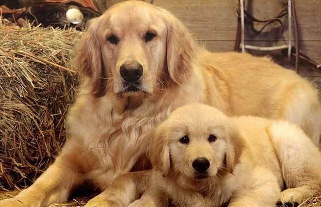 哈士奇 西伯利亚雪橇犬价格 贵宾犬 性格特点 价格 贵宾犬 体型分类 价格 松狮犬 历史文化 价格 边境牧羊犬 智商排名_宠物狗大全及价格