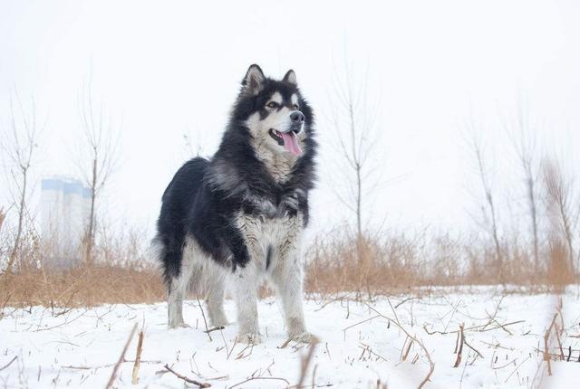 宠物狗大全及价格_哈士奇 西伯利亚雪橇犬价格 贵宾犬 性格特点 价格 贵宾犬 体型分类 价格 松狮犬 历史文化 价格 边境牧羊犬 智商排名