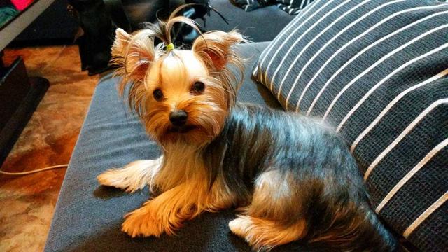 宠物狗大全及价格_哈士奇 西伯利亚雪橇犬价格 贵宾犬 性格特点 价格 贵宾犬 体型分类 价格 松狮犬 历史文化 价格 边境牧羊犬 智商排名