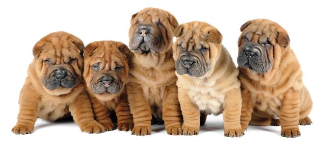 哈士奇 西伯利亚雪橇犬价格 贵宾犬 性格特点 价格 贵宾犬 体型分类 价格 松狮犬 历史文化 价格 边境牧羊犬 智商排名_宠物狗大全及价格