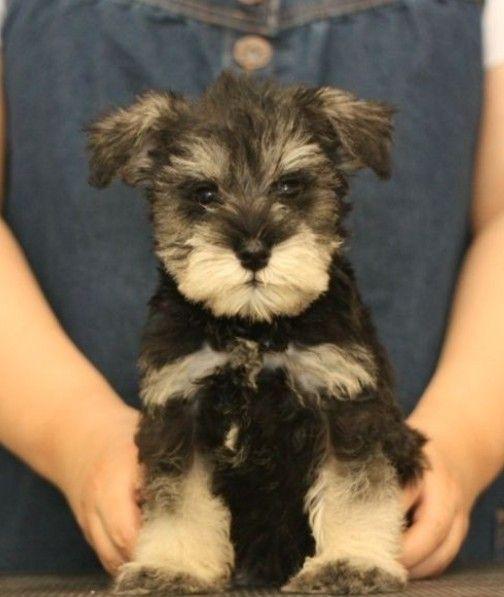 哈士奇 西伯利亚雪橇犬价格 贵宾犬 性格特点 价格 贵宾犬 体型分类 价格 松狮犬 历史文化 价格 边境牧羊犬 智商排名_宠物狗大全及价格