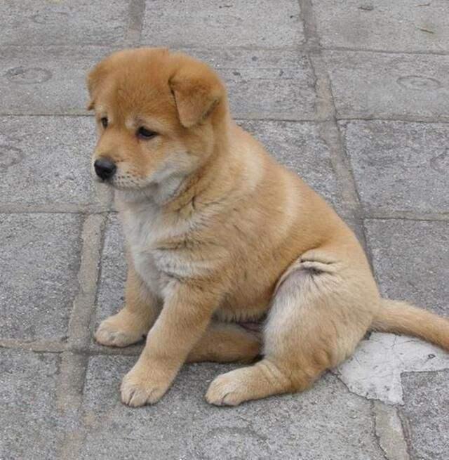 哈士奇 西伯利亚雪橇犬价格 贵宾犬 性格特点 价格 贵宾犬 体型分类 价格 松狮犬 历史文化 价格 边境牧羊犬 智商排名_宠物狗大全及价格