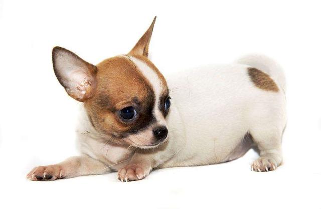 宠物狗大全及价格_哈士奇 西伯利亚雪橇犬价格 贵宾犬 性格特点 价格 贵宾犬 体型分类 价格 松狮犬 历史文化 价格 边境牧羊犬 智商排名