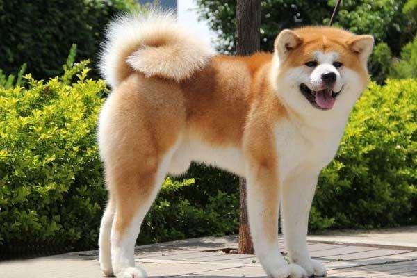 宠物狗大全及价格_哈士奇 西伯利亚雪橇犬价格 贵宾犬 性格特点 价格 贵宾犬 体型分类 价格 松狮犬 历史文化 价格 边境牧羊犬 智商排名