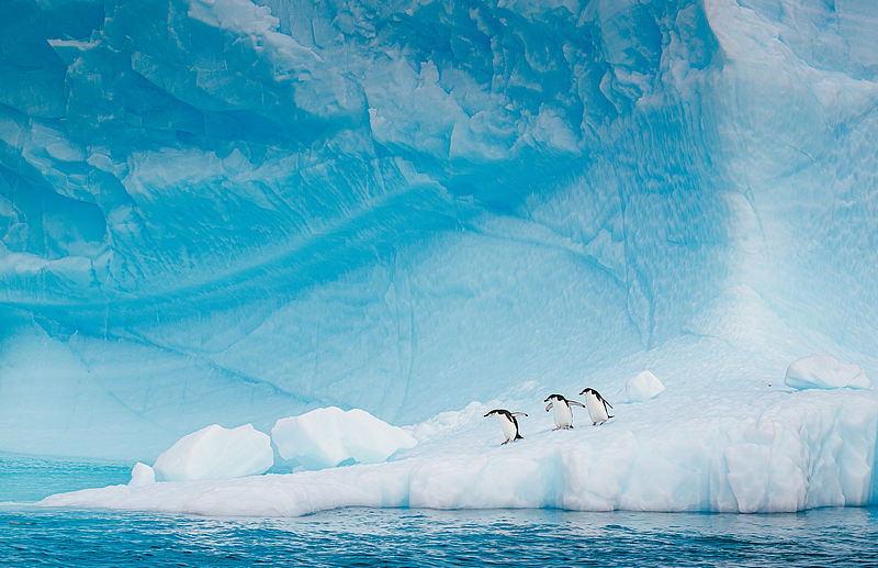 5万元南极游_南极游价格下降_俞敏洪南极游邮轮20天人均花费30万