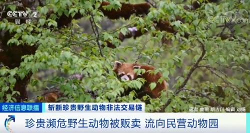 触目惊心！非法贩卖变“合法”？国家一级保护动物遭层层转卖，价格翻40倍！背后牵出黑色产业链