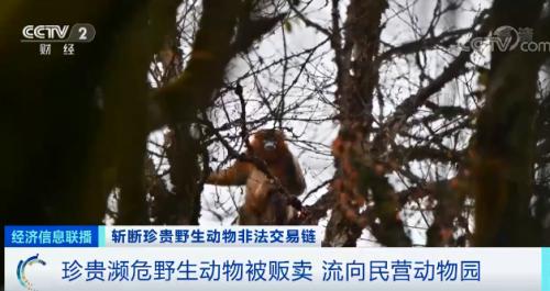 ？触目惊心！非法贩卖变“合法”？国家一级保护动物遭层层转卖，价格翻40倍！背后牵出黑色产业链...
