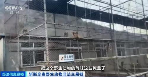 ？触目惊心！非法贩卖变“合法”？国家一级保护动物遭层层转卖，价格翻40倍！背后牵出黑色产业链...