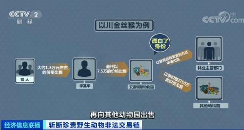？触目惊心！非法贩卖变“合法”？国家一级保护动物遭层层转卖，价格翻40倍！背后牵出黑色产业链...