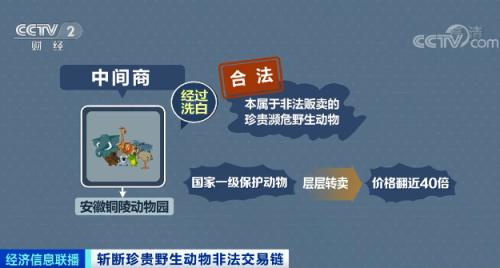 ？触目惊心！非法贩卖变“合法”？国家一级保护动物遭层层转卖，价格翻40倍！背后牵出黑色产业链...