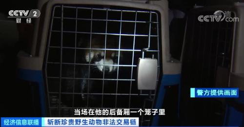 ？触目惊心！非法贩卖变“合法”？国家一级保护动物遭层层转卖，价格翻40倍！背后牵出黑色产业链...