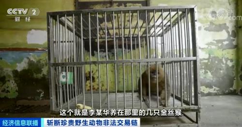 ？触目惊心！非法贩卖变“合法”？国家一级保护动物遭层层转卖，价格翻40倍！背后牵出黑色产业链...
