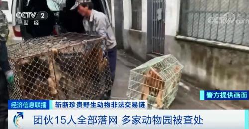 ？触目惊心！非法贩卖变“合法”？国家一级保护动物遭层层转卖，价格翻40倍！背后牵出黑色产业链...
