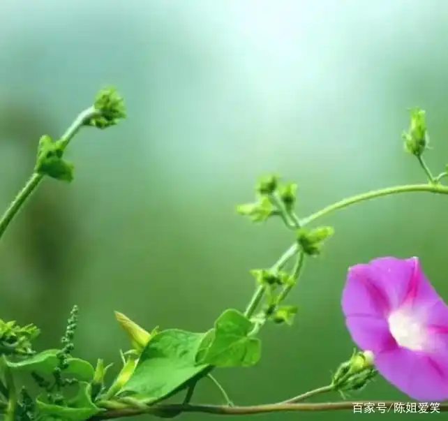 我的母亲中母亲对我有什么影响_回忆母亲纺线手工制作衣服_母亲持家有方教育孩子