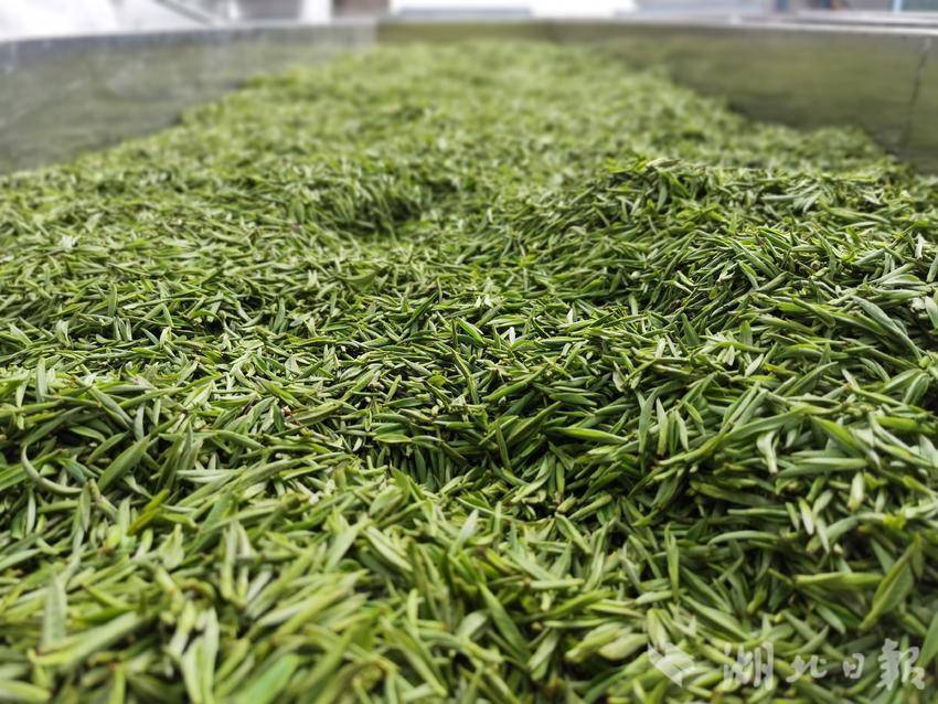 宣恩珠山镇实时新闻_宣恩县珠山镇白酒生产经营项目_恩施州农辉农业开发有限公司茶叶生产