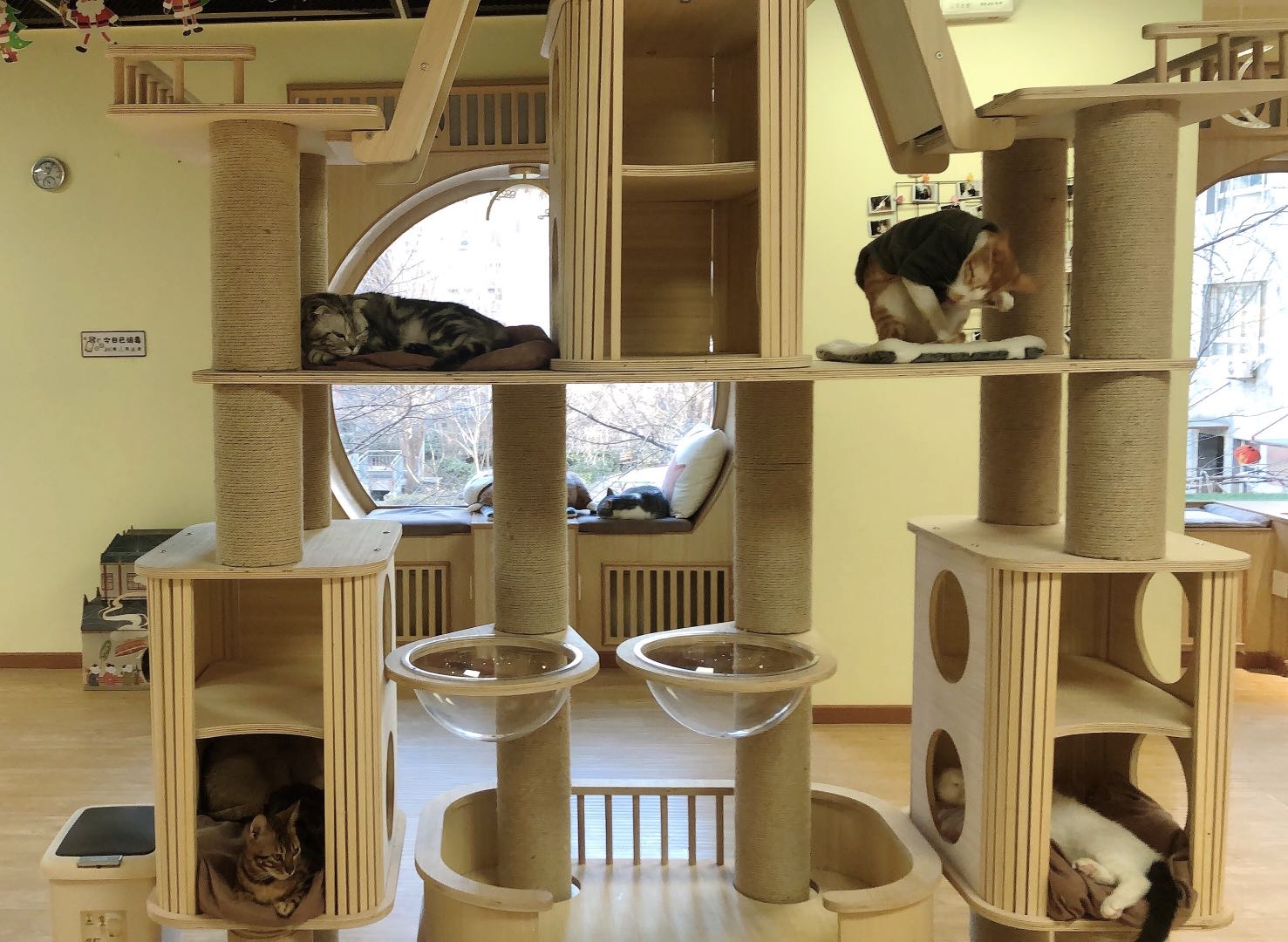 猫咖经营困难_北京宠物市场在哪里_开猫咖成本高