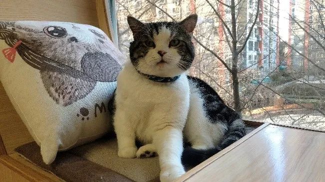 北京宠物市场在哪里_开猫咖成本高_猫咖经营困难