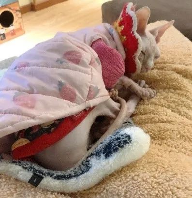 猫咖经营困难_开猫咖成本高_北京宠物市场在哪里