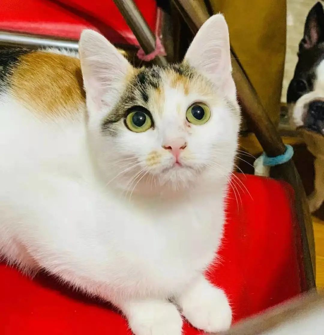 开猫咖成本高_北京宠物市场在哪里_猫咖经营困难