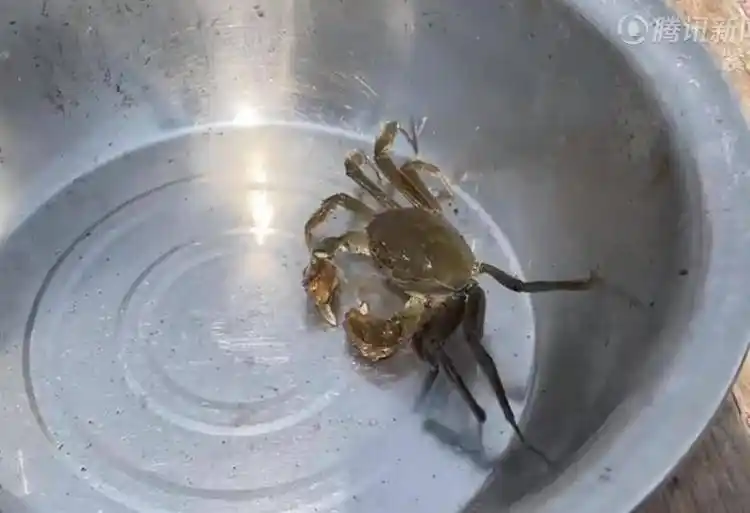 都要穿羽绒服了 大闸蟹怎么还没上市_阳澄湖大闸蟹中秋节上市时间_阳澄湖大闸蟹开湖时间预测