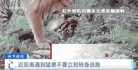 男子夜遇野生东北虎 大喊“本地的”_野生东北虎闯入黑龙江密山事件_东北虎伤人事件后续处理