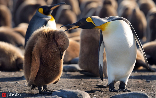 世界企鹅日 呆头鹅搞笑日常 南极企鹅拍摄_呆桶企鹅