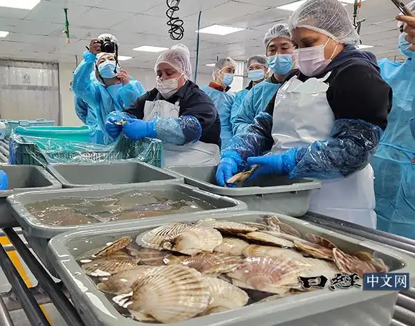 日媒：中国暂停进口水产品已满半年，日本寻求去墨西哥加工扇贝卖给美国