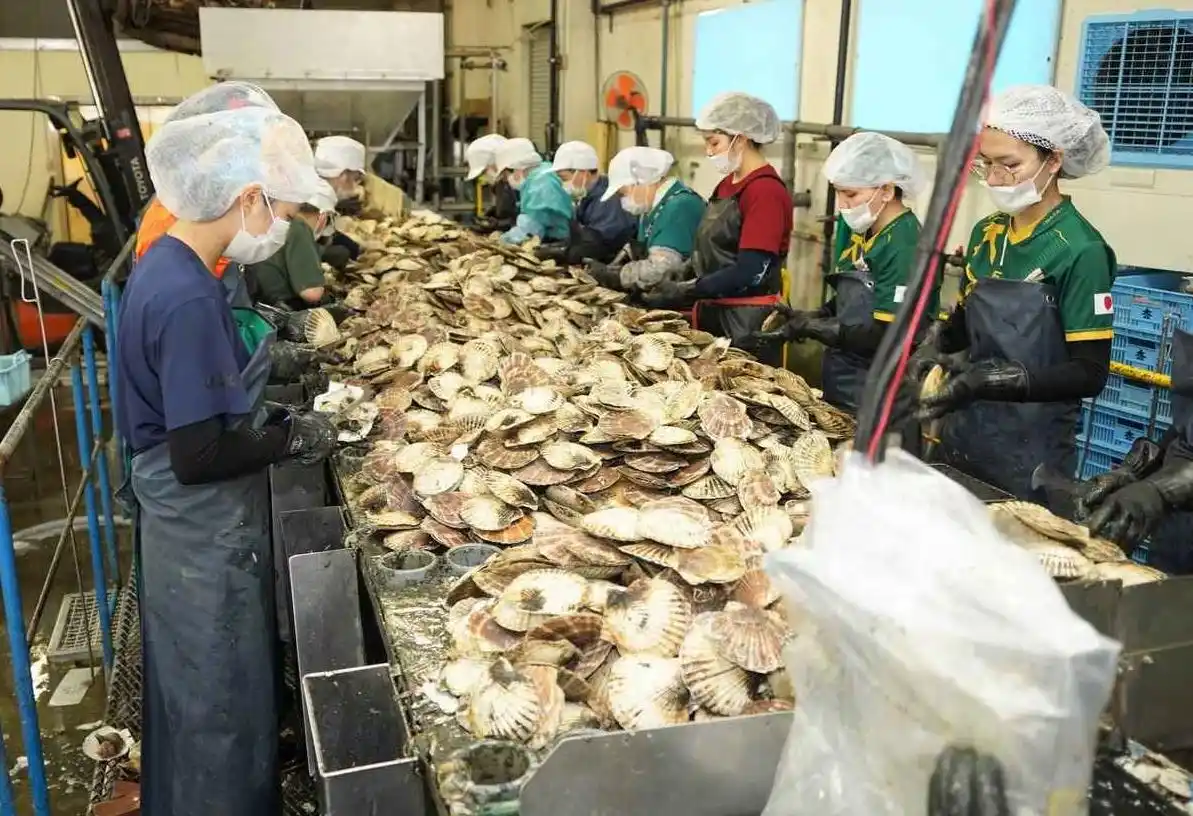 日媒：中国已暂停进口日本水产品_日本福岛核污染水排海 中国暂停进口水产品 日本扇贝出口墨西哥