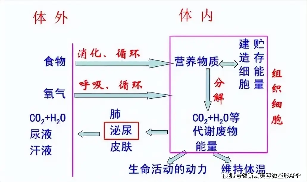 文根英现状_文根英近况变化_43岁孙艺珍分享极端减肥经历