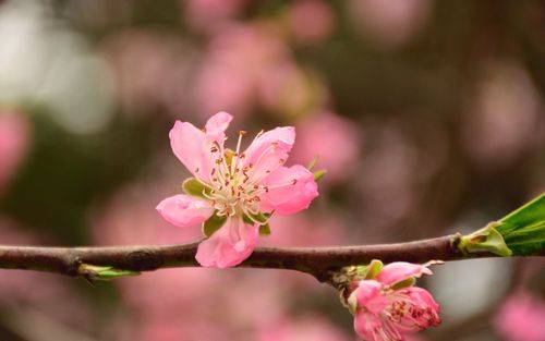 测试桃花运指数_选择桃花测桃花运_办公室恋情测试
