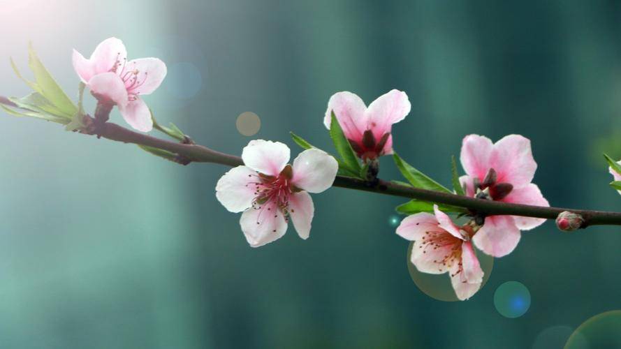 选择桃花测桃花运_办公室恋情测试_测试桃花运指数