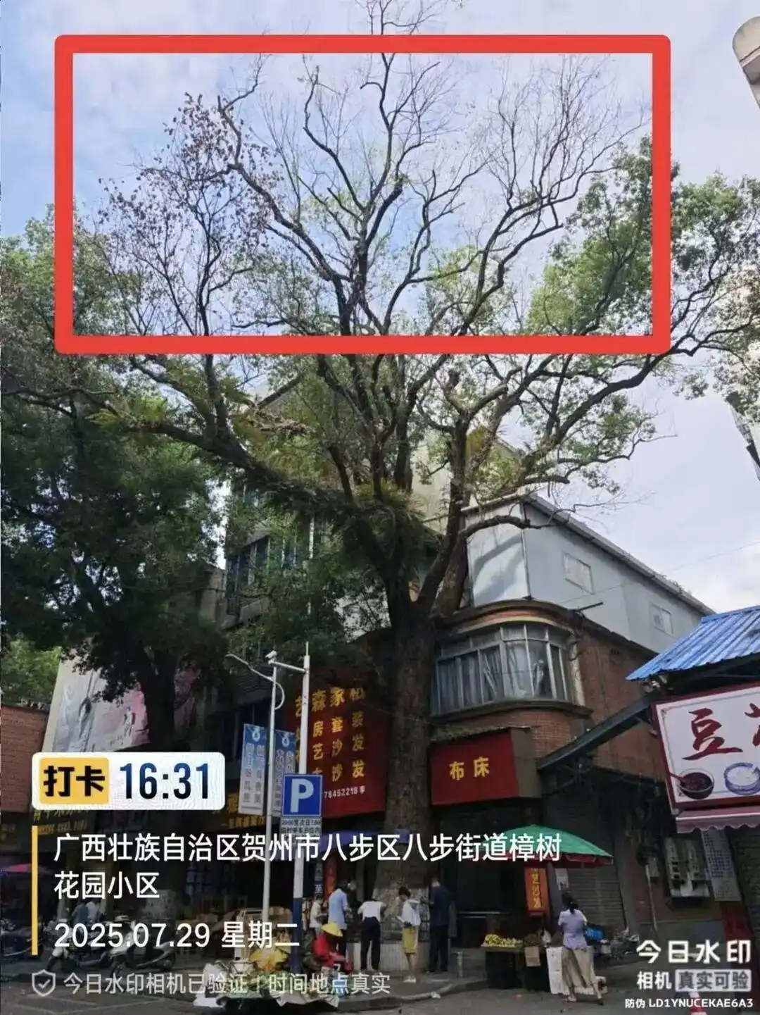 嫌“遮挡采光”，广西一男子多次给220年古树投毒
