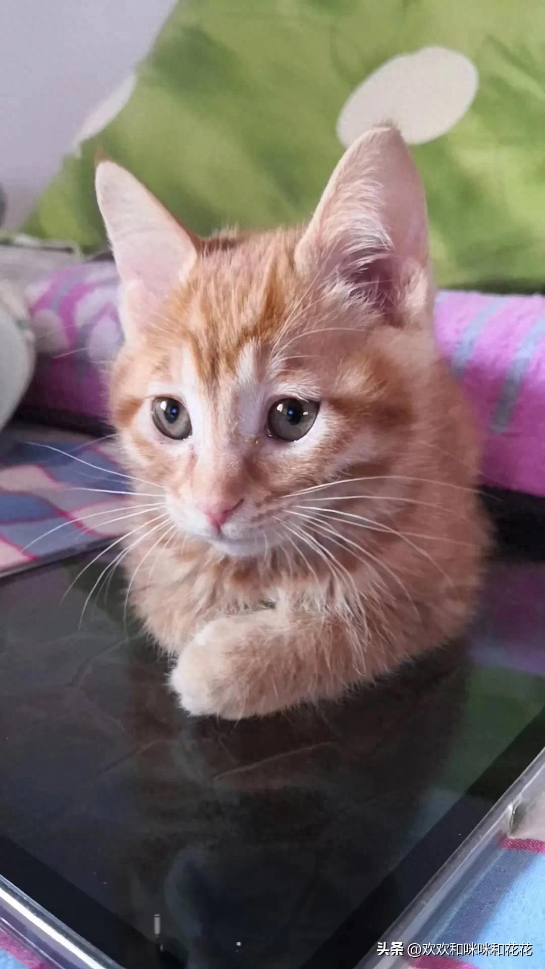 为什么把小猫咪称为喵星人？喵星人有什么特质？