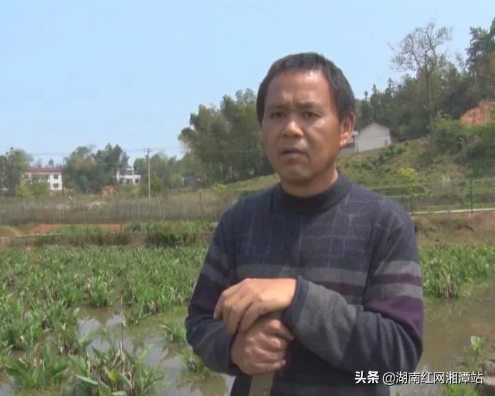 湖南都市晚间报道养鹅_湖南一村一品农产品销售平台_湘农荟农产品推广