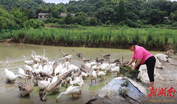 深化走转改 记者一线见闻丨庭院兴起“鹅经济”