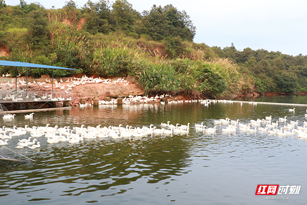 湖南都市晚间报道养鹅_陈见林扶贫事迹_湖南十佳农民